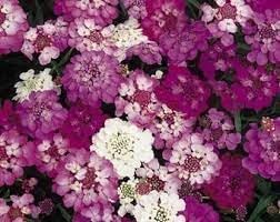 Candytuft blume samen for anpflanzung - wildflower mix, heirloom & gmo free samen for home garten
 
 sale samen for anpflanzung in home garten