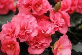 Heirloom begonia blume samen for anpflanzung hardy variety heirloom & gmo free samen for home garten 
 
 sale for anpflanzung in home garten