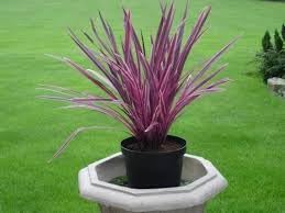 Cordyline blume samen for anpflanzung low maintenance heirloom & gmo free samen for home garten 
 
 sale for anpflanzung in home garten