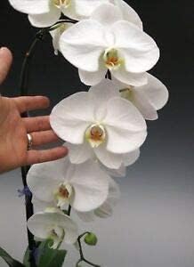 Phalaenopsis orchid blume samen for anpflanzung - bright blooms, heirloom & gmo free samen for home garten
 
 sale for anpflanzung in home garten.