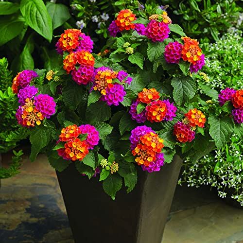 Mischung Wandelröschen Blumensamen zur Aussaat farbenfroh Schau Traditionssorte & ohne Gentechnik Samen Hausgarten