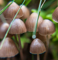 Pilz Samen for Gemüse Gardens