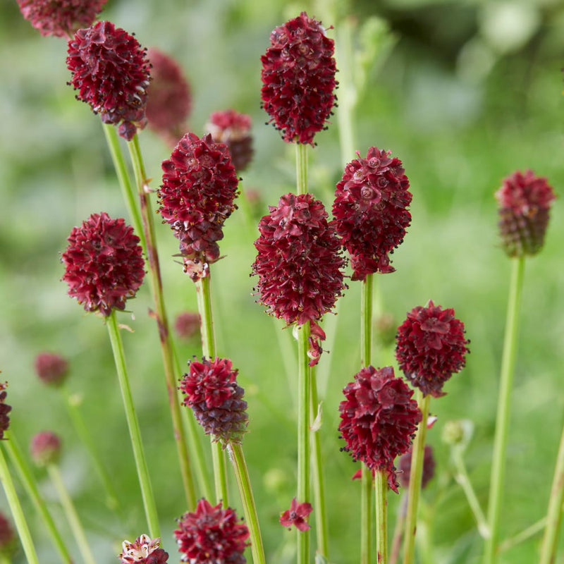 Sanguisorba (sanguisorba officinalis) samen for anpflanzung in home garten