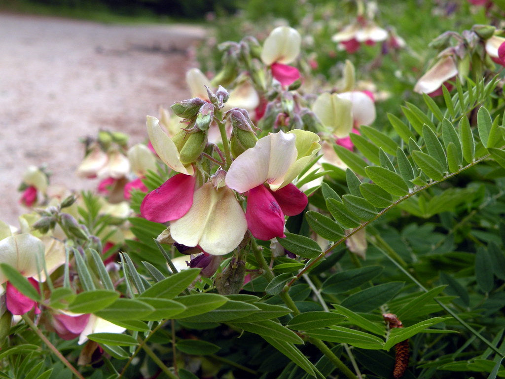 Goat's Rue Blumensamen zur Aussaat saisonal Dauerblüher Traditionssorte & ohne Gentechnik Samen Hausgarten