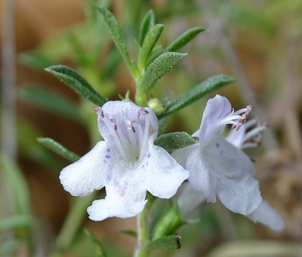 Satureja Montana Blumensamen zur Aussaat – Halbschatten verträglich – Traditionssorte & ohne Gentechnik Samen Hausgarten