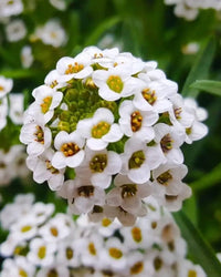 Weiß Snow Blumensamen zur Aussaat farbenfroh Schau Traditionssorte & ohne Gentechnik Samen Hausgarten