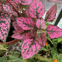 hell Rosa Grün Hypoestes Blumensamen zur Aussaat pflegeleicht Traditionssorte & ohne Gentechnik Samen Hausgarten