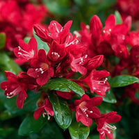 Rot Weigela Blumensamen zur Aussaat Schnitt Blume beliebt Traditionssorte & ohne Gentechnik Samen Hausgarten
