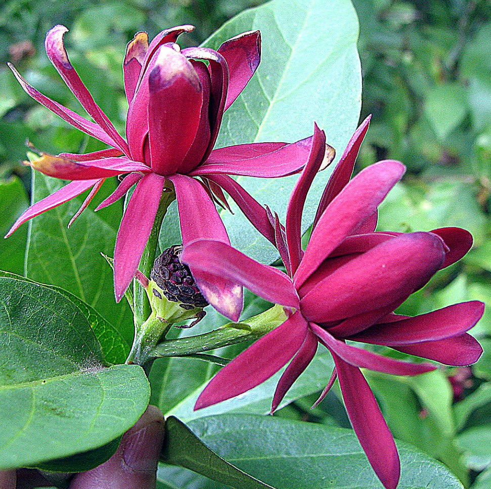 Kastanienrot Carolina Allspice Blumensamen zur Aussaat – Garten beliebt – Traditionssorte & ohne Gentechnik Samen Hausgarten