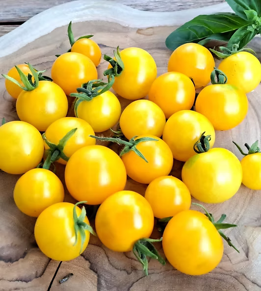 Groß Gelb Tomate Samen for für den Hausgarten