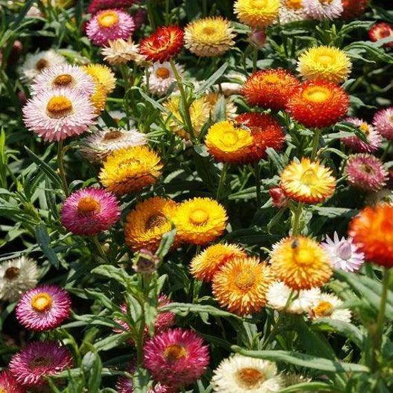 MultiColour Helichrysum Bracteatum Blumensamen zur Aussaat Landhaus Garten wichtig Traditionssorte & ohne Gentechnik Samen Hausgarten