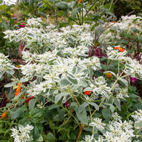 Grün Snow the Mountain Blumensamen zur Aussaat – lang Blüte Saison – Traditionssorte & ohne Gentechnik Samen Hausgarten