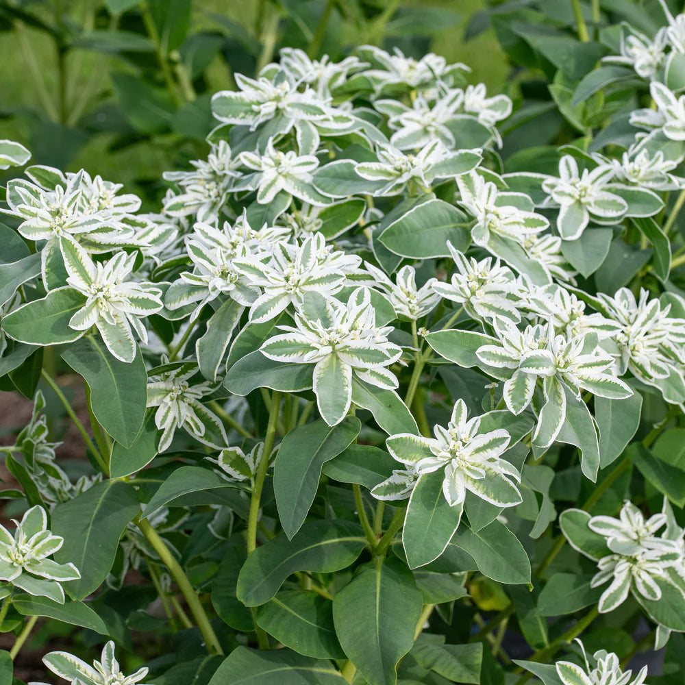 Grün Snow the Mountain Blumensamen zur Aussaat – lang Blüte Saison – Traditionssorte & ohne Gentechnik Samen Hausgarten