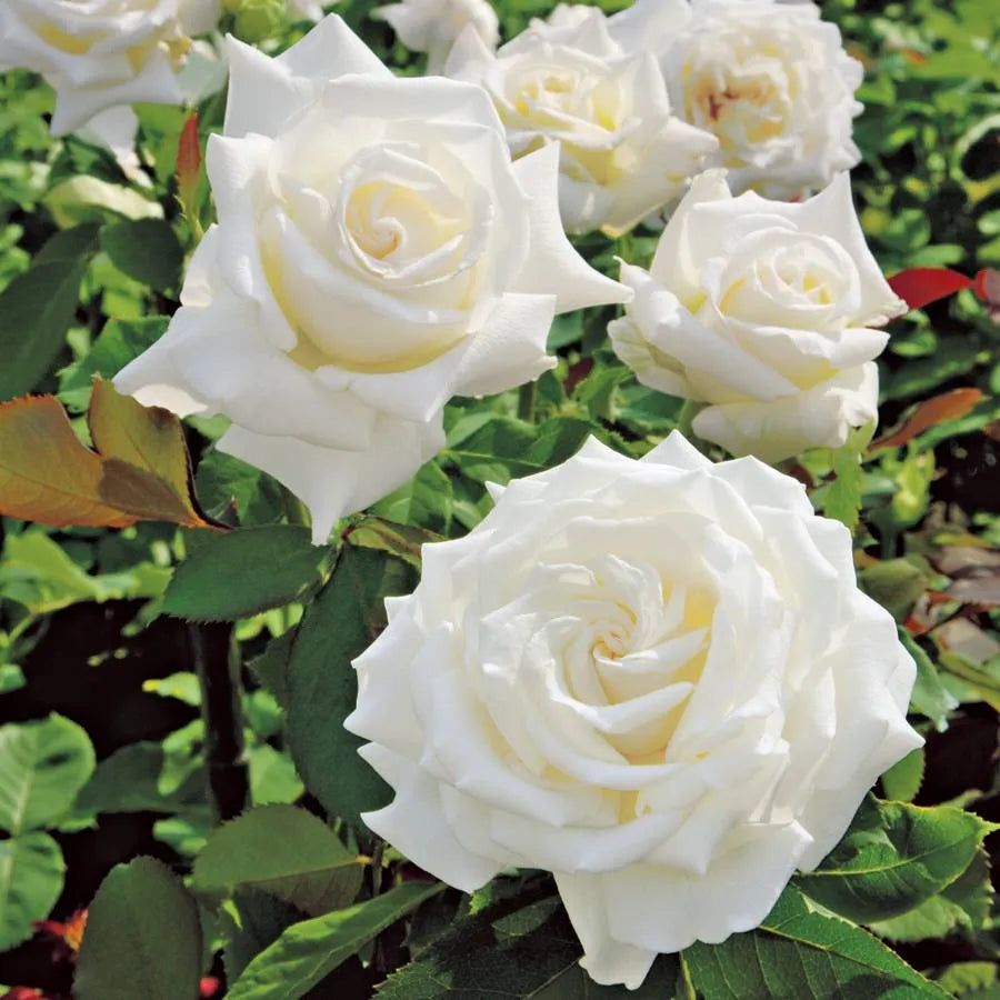 Weiß Rose Blumensamen zur Aussaat saisonal Dauerblüher Traditionssorte & ohne Gentechnik Samen Hausgarten