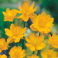 Trollius Blumensamen zur Aussaat – hochwertige Qualitäts- – Traditionssorte & ohne Gentechnik Samen Hausgarten