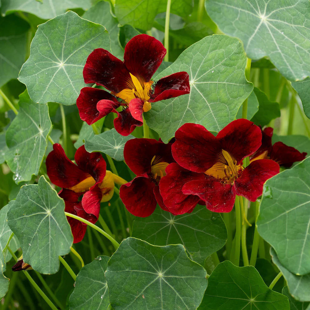 Schwarz Velvet Kapuzinerkresse Blumensamen zur Aussaat hochwertige Qualitäts- Traditionssorte & ohne Gentechnik Samen Hausgarten