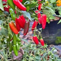 Mixed Serrano Chili Samen for Home Gardening