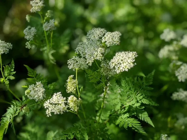 Myrrhis Blumensamen zur Aussaat – Drought verträglich – Traditionssorte & ohne Gentechnik Samen Hausgarten