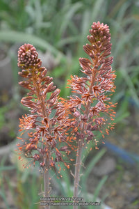 Eremurus blume samen for anpflanzung - shade tolerant, heirloom & gmo free samen for home garten
 
 sale samen for anpflanzung in home garten