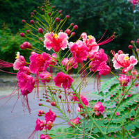 Rosa Caesalpinia Blumensamen zur Aussaat Bestäuber freundlich Traditionssorte & ohne Gentechnik Samen Hausgarten