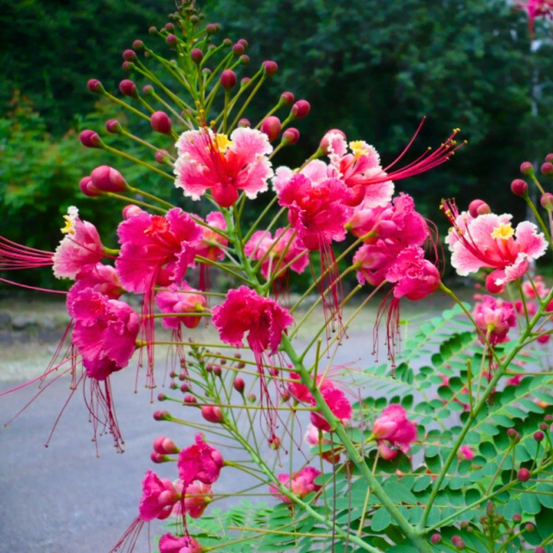 Rosa Caesalpinia Pulcherrima Blume Samen zur Aussaat – leuchtend tropisch Blüten für Ihren Garten