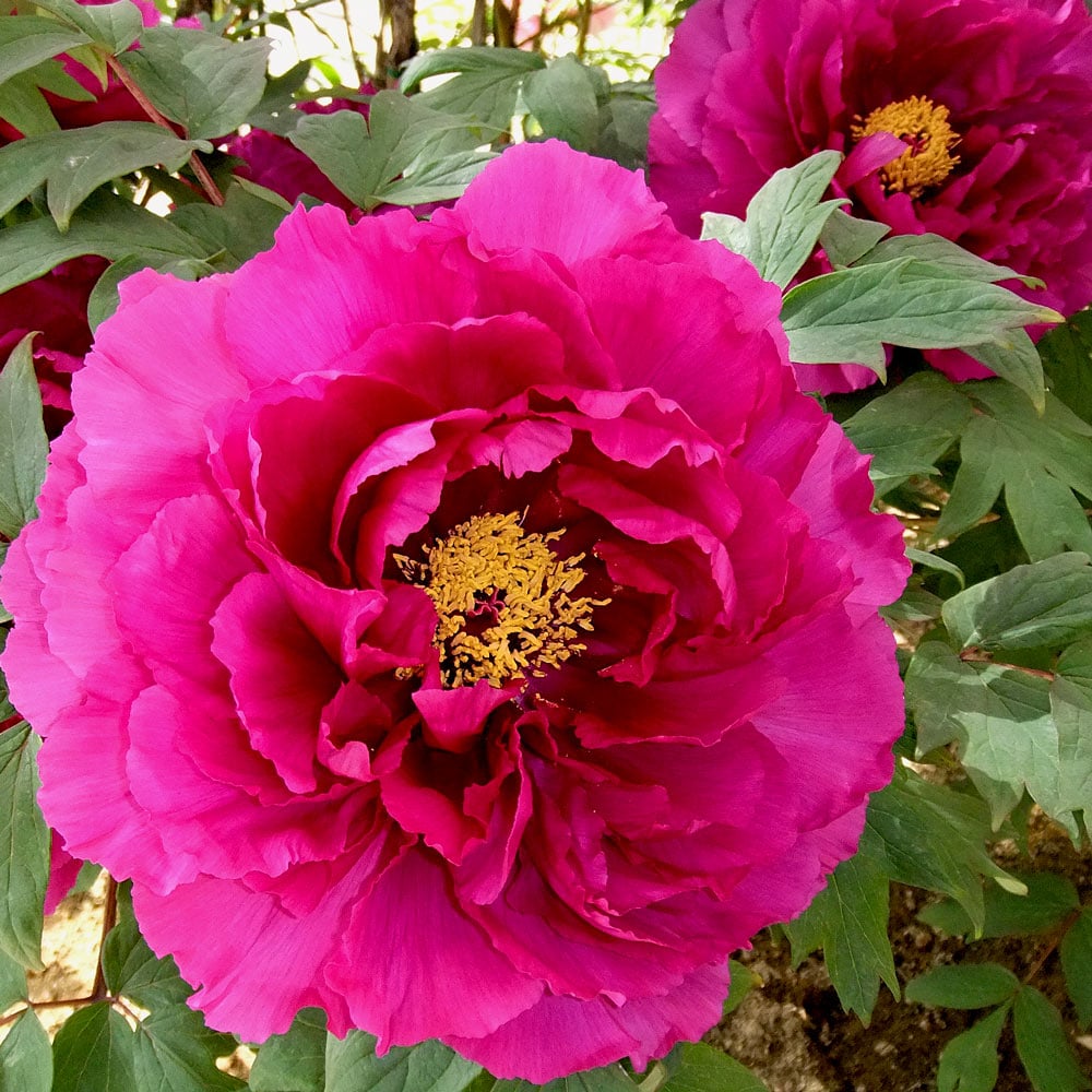 Paeonia blume samen for anpflanzung shade tolerant heirloom & gmo free samen for home garten 
 
 sale samen for home garten anpflanzung