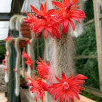 Monkey Tail Cactus Samen Blumensamen zur Aussaat – pflegeleicht – Traditionssorte & ohne Gentechnik Samen Hausgarten