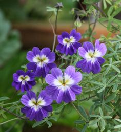 Blau Kapuzinerkresse Blumensamen Garten pflegeleicht Traditionssorte & ohne Gentechnik Samen Hausgarten