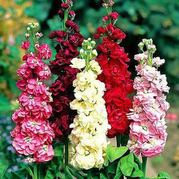 Gemischt Levkoje Incana Blumensamen zur Aussaat – leuchtend Blüten – Traditionssorte & ohne Gentechnik Samen Hausgarten