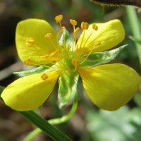 Blutwurzel Blutwurz Blumensamen zur Aussaat Blume Beet