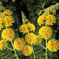 Sommerflieder Blumensamen zur Aussaat saisonal Dauerblüher Traditionssorte & ohne Gentechnik Samen Hausgarten