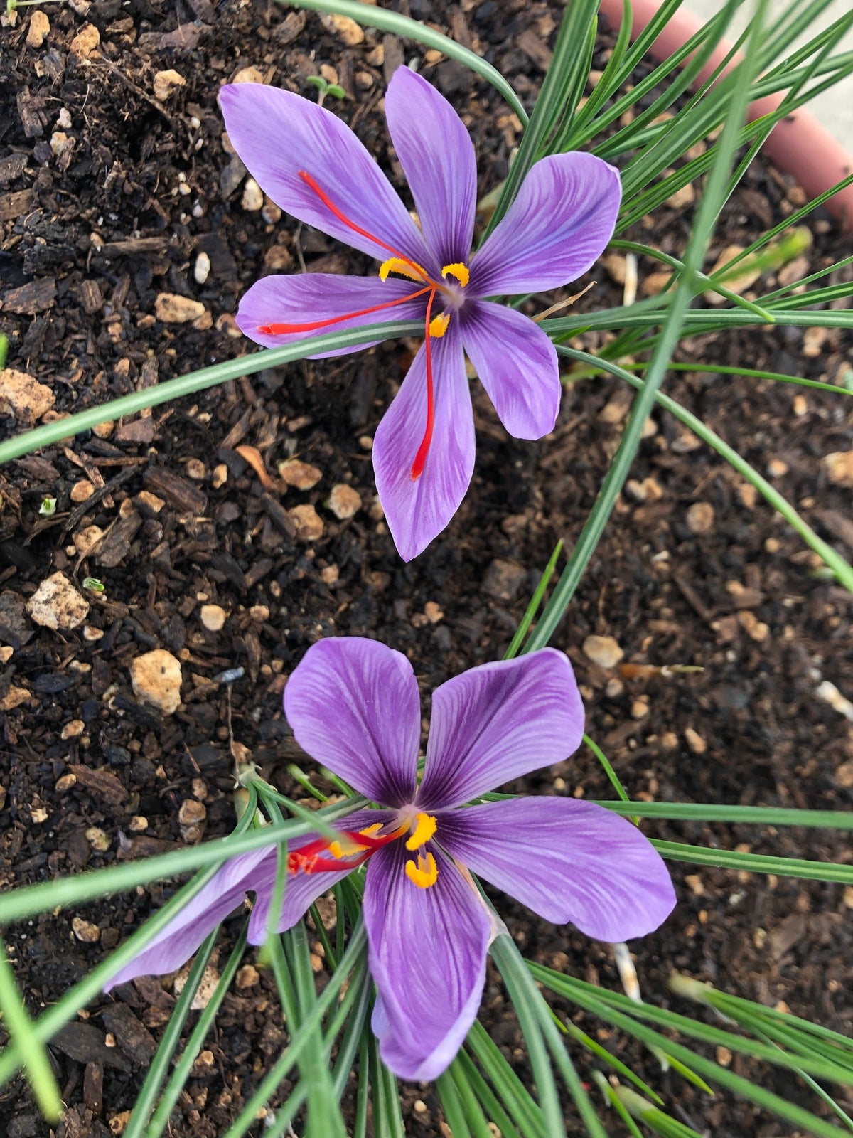 Deep lila crocus blume samen for anpflanzung easy to grow heirloom & gmo free samen for home garten 
 
 sale for anpflanzung in home garten