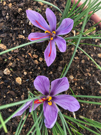Deep lila crocus blume samen for anpflanzung easy to grow heirloom & gmo free samen for home garten 
 
 sale for anpflanzung in home garten