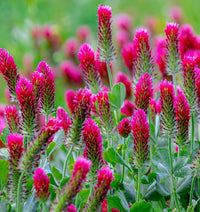 biologisch Rot Trifolium Incarnatum Blumensamen zur Aussaat leuchtend Traditionssorte & ohne Gentechnik Samen Hausgarten