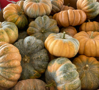 Fairytale Pumpkin Cucurbita pepo Plant Samen zum Pflanzen in Garden