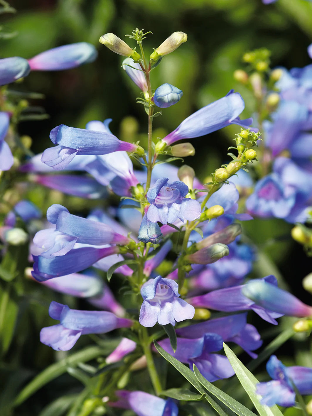 Blau Penstemon Blumensamen zur Aussaat