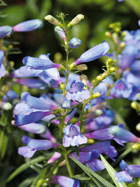 Blau Penstemon Blumensamen zur Aussaat