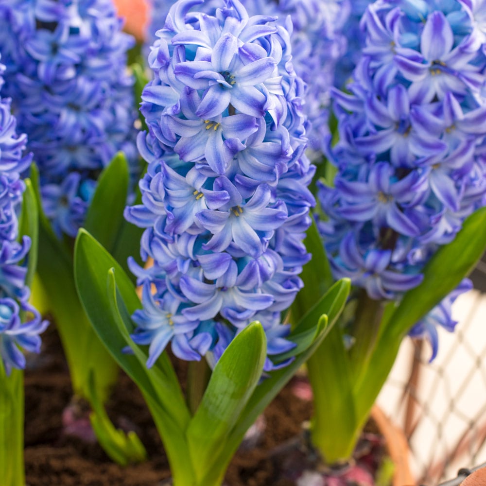 Himmelblau Hyacinthus Orientalis Blumensamen zur Aussaat – Schnitt Blume beliebt – Traditionssorte & ohne Gentechnik Samen Hausgarten