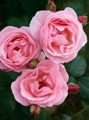 Rose Queen Elizabeth Blumensamen zur Aussaat – leuchtend – Traditionssorte & ohne Gentechnik Samen Hausgarten