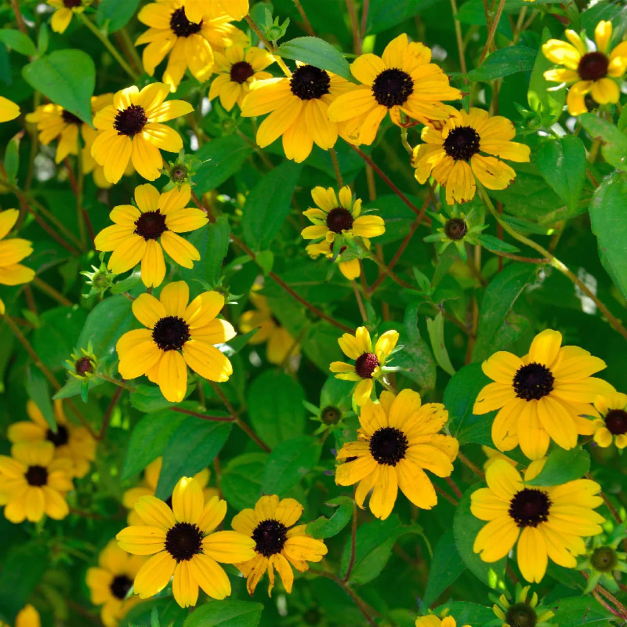 Sonnenhut Triloba Blumensamen zur Aussaat – Wildblume Mischung – Traditionssorte & ohne Gentechnik Samen Hausgarten