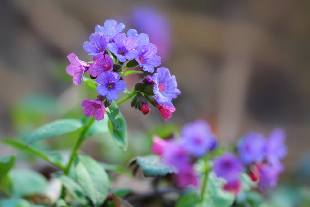 Pulmonaria Blumensamen zur Aussaat Bestäuber freundlich Traditionssorte & ohne Gentechnik Samen Hausgarten