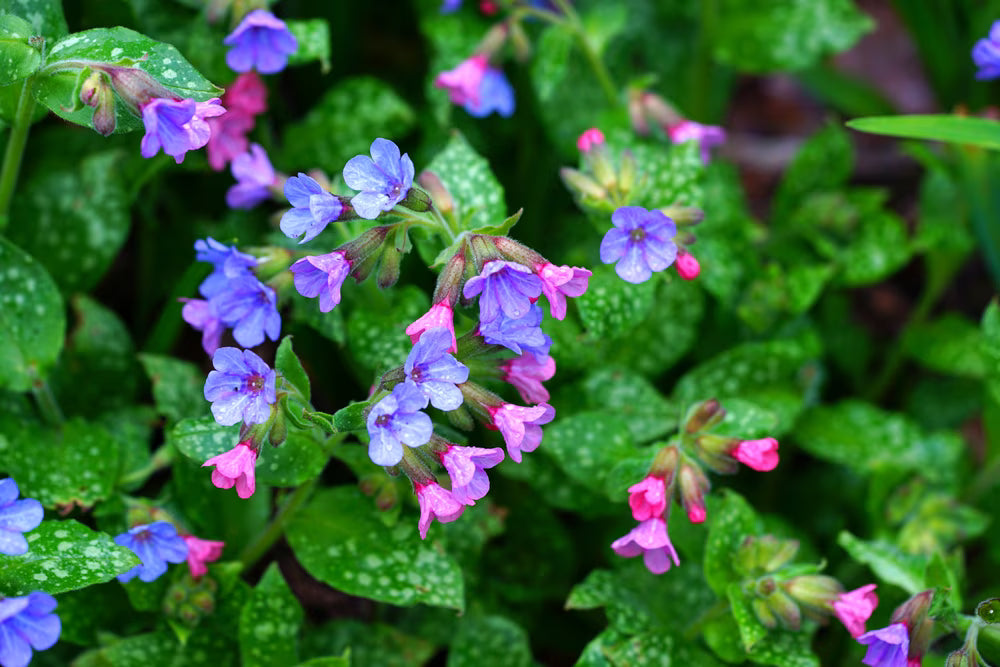 Pulmonaria Blumensamen zur Aussaat Bestäuber freundlich Traditionssorte & ohne Gentechnik Samen Hausgarten