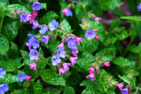 Pulmonaria Blumensamen zur Aussaat Bestäuber freundlich Traditionssorte & ohne Gentechnik Samen Hausgarten