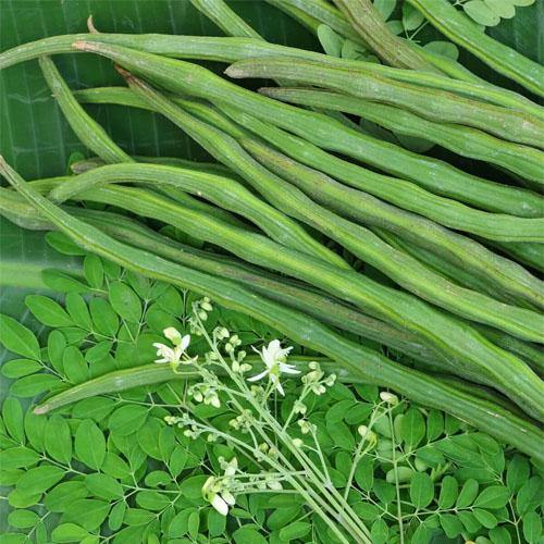 Organic Moringa Oleifera Samen zum Pflanzen