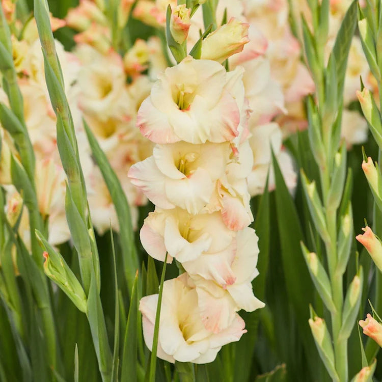 Creme Rosa Gladiole Blumensamen zur Aussaat duftend Blüten Traditionssorte & ohne Gentechnik Samen Hausgarten