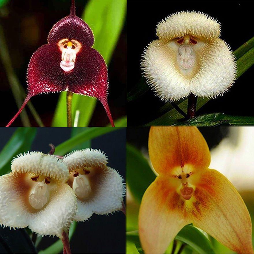 Rot Monkey Face Blumensamen zur Aussaat – hochwertige Qualitäts- – Traditionssorte & ohne Gentechnik Samen Hausgarten