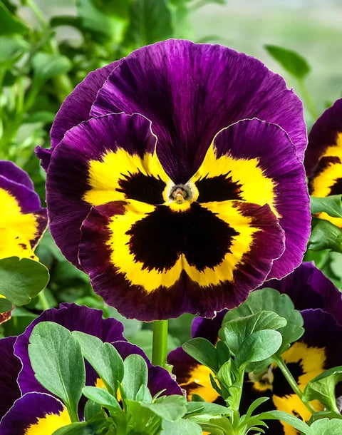 Bedding Blumensamen zur Aussaat – pflegeleicht – Traditionssorte & ohne Gentechnik Samen Hausgarten
