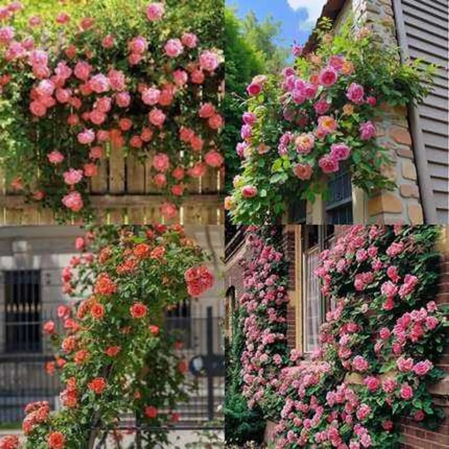 Rosa kletternd mehrjährig Rose Blumensamen zur Aussaat pflegeleicht Traditionssorte & ohne Gentechnik Samen Hausgarten