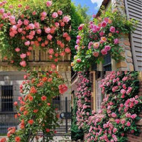Rosa kletternd mehrjährig Rose Blumensamen zur Aussaat pflegeleicht Traditionssorte & ohne Gentechnik Samen Hausgarten