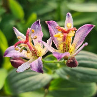 Grün Braun Tricyrtis Blumensamen zur Aussaat farbenfroh Schau Traditionssorte & ohne Gentechnik Samen Hausgarten